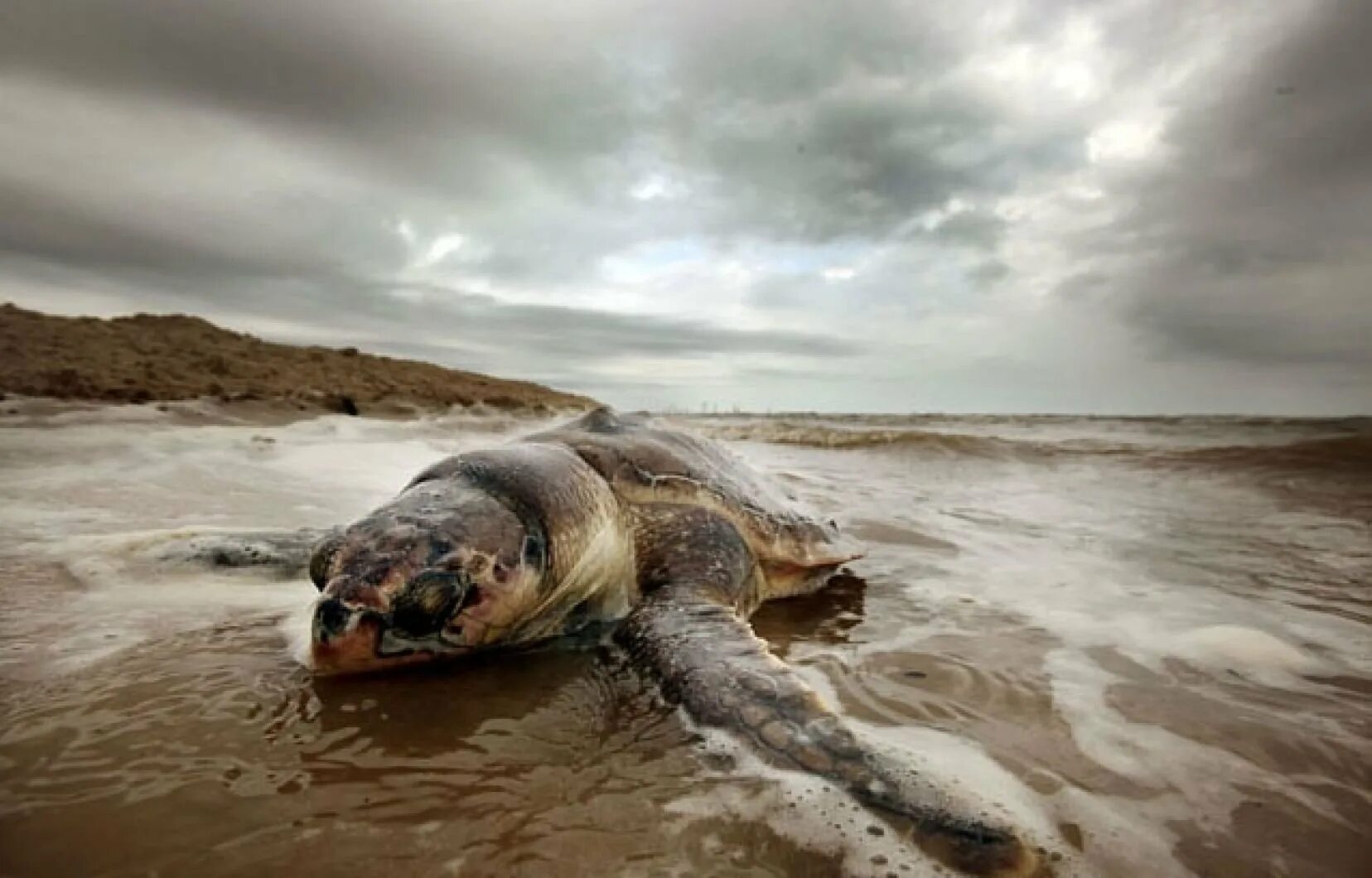 Загрязнение мирового океана. Экологические последствия загрязнения мирового океана. Последствия загрязнения мирового океана кратко. Загрязнение океана причины и последствия. Загрязнение мирового океана последствия.