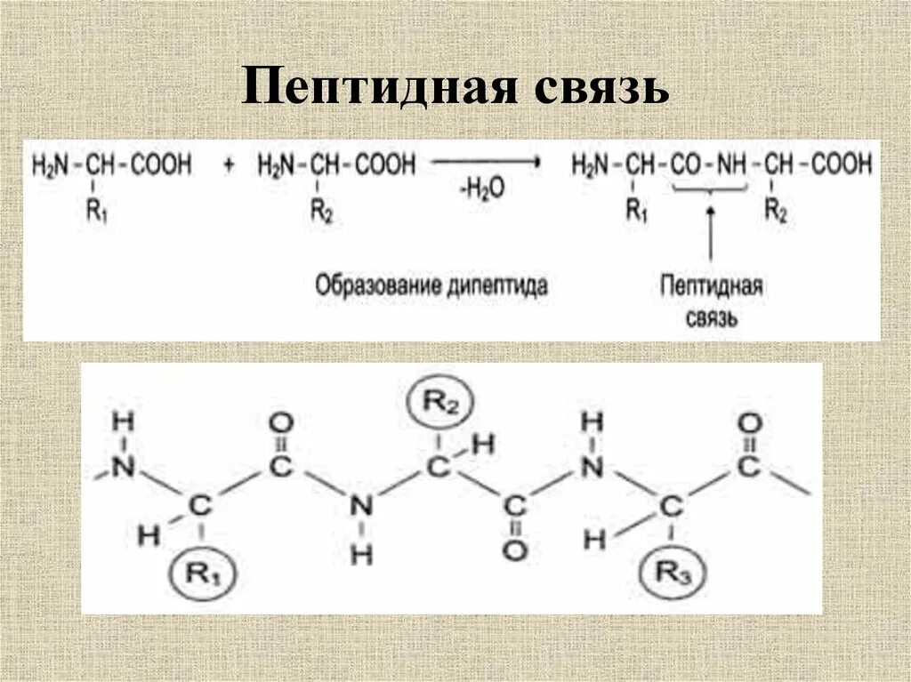 Пептидные связи есть в. Схема пептидной связи. Схема образования пептидной связи. Пептидная связь. Пептидная связь формула.