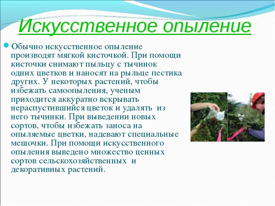 С какой целью проводят искусственное опыление. Искусственное опыление растений 6 класс биология. Искуственно еопыление. Виды искусственного опыления. Характеристика искусственного опыления.