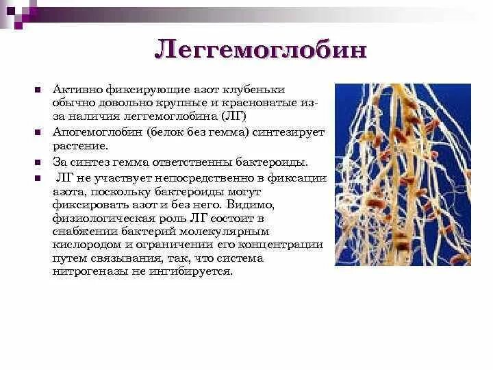 Клубеньковые бактерии значение. Размножение клубеньковые бактерии. Взаимоотношения микроорганизмов с растениями. Бактероиды это азотфиксирующие бактерии. Растительно-микробные взаимодействия.