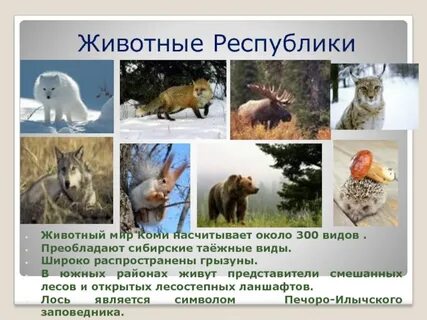 Животные республики коми