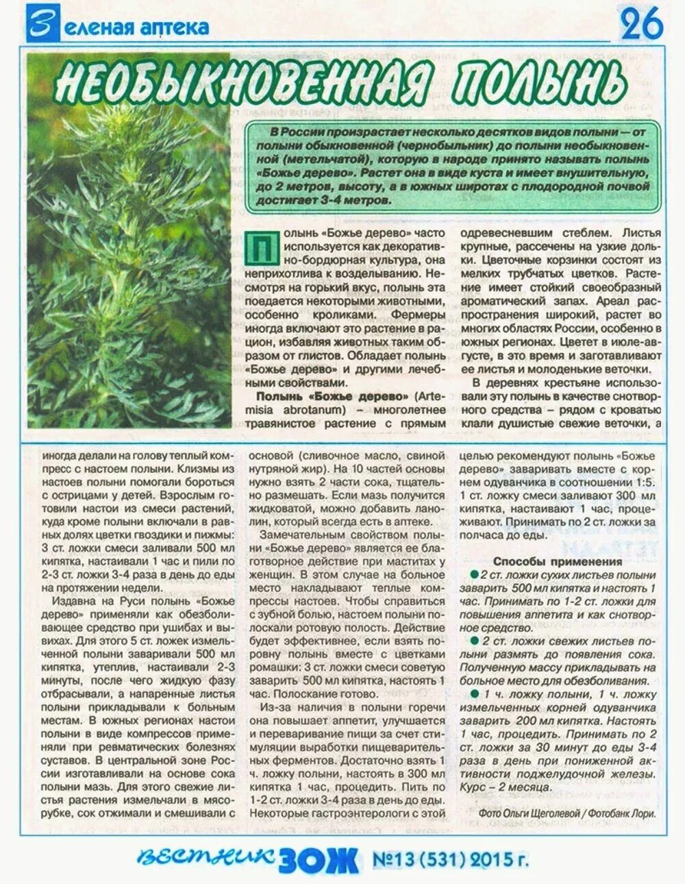 Полынь чай. Полынь лечебная. Настойка из полыни. Полынь заваренный как пить. Полынь пить.