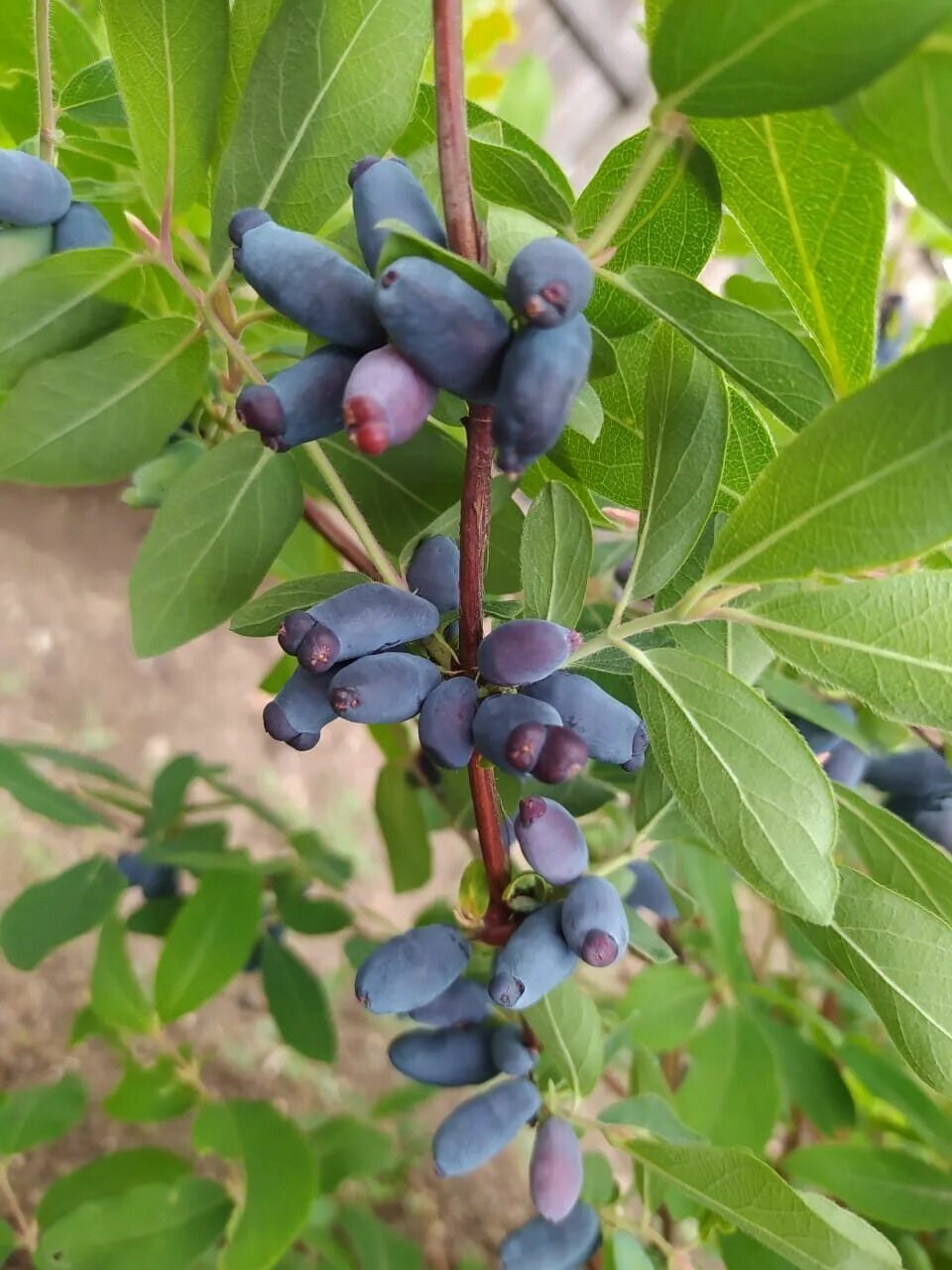 Жимолость высота куста. Жимолость съедобная кустарник. Жимолость цветет. Жимолость съедобная цветет. Жимолость Маака куст.