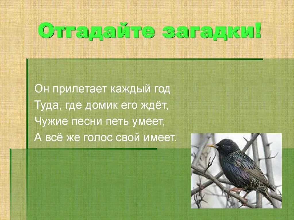 Загадка он прилетает каждый год туда где домик его ждет ответ. Он прилетает каждый год. А птицы не умеют петь. Какая птица не умеет петь.