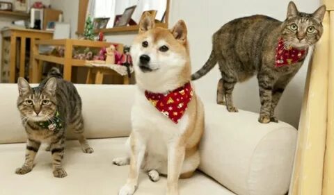 Real dog