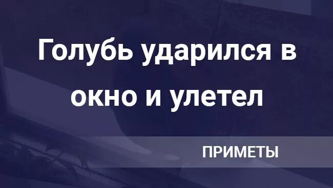 Голубь ударился в окно и улетел примета. Примета голубь ударился в окно. Если голубь ударился в окно. Голубь ударился.