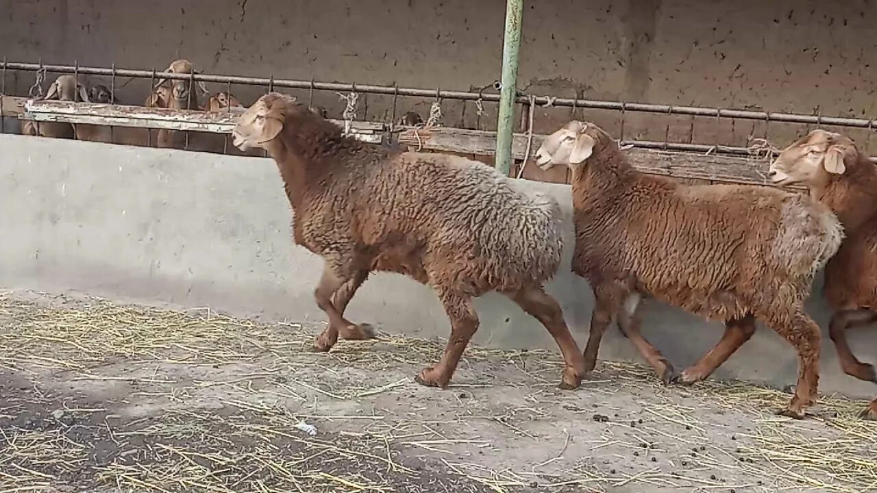 Порода овец арашан. Порода овец арашан. Киргизская порода овец арашан. Порода овец арашан. Гиссарская порода овец вес.