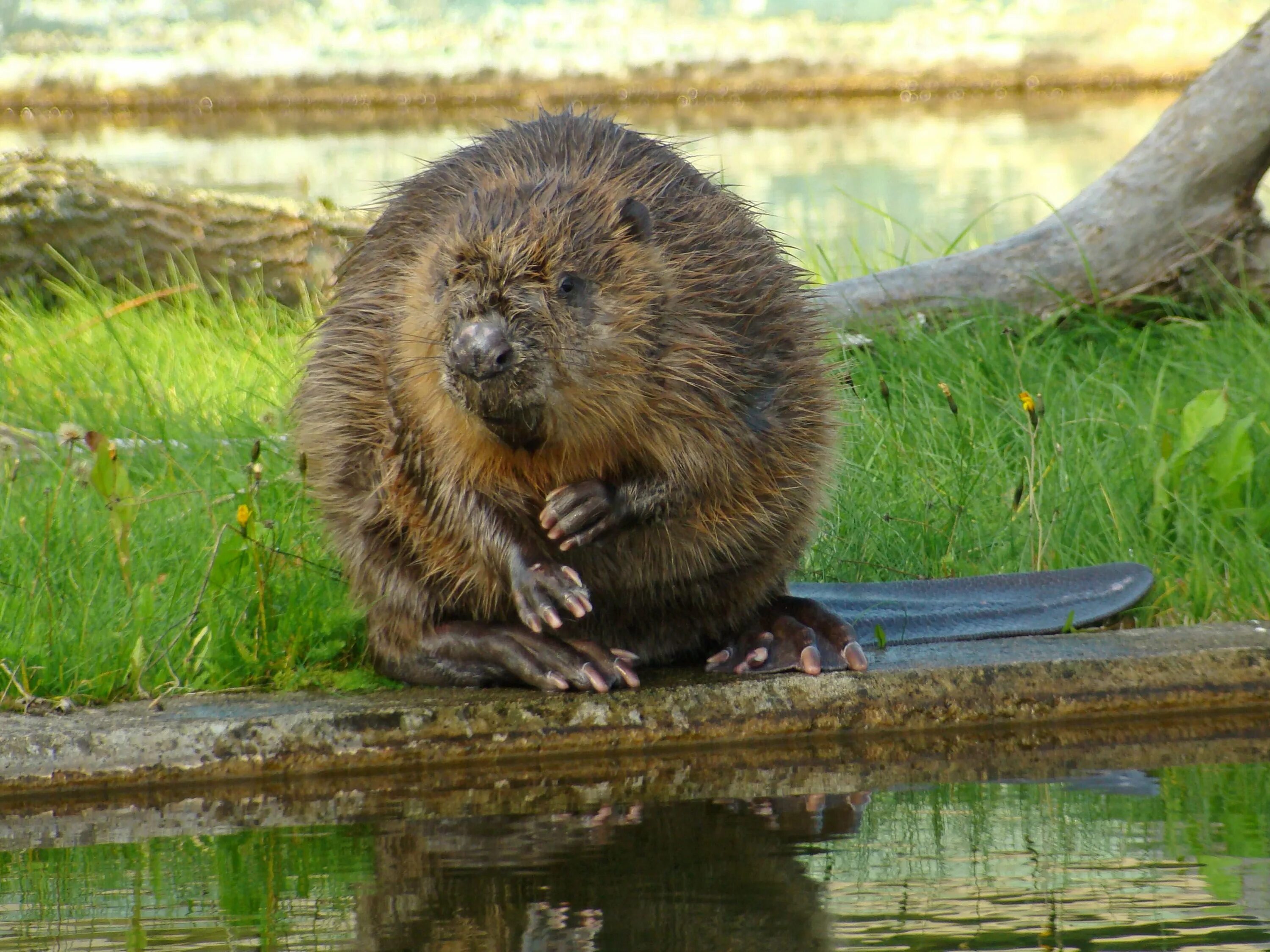 Бобр натяжные. Бобр речной обыкновенный. канадский бобр (castor canadensis). бобр обыкновенный – castor fiber. бобр (castor fiber linnaeus, 1758).