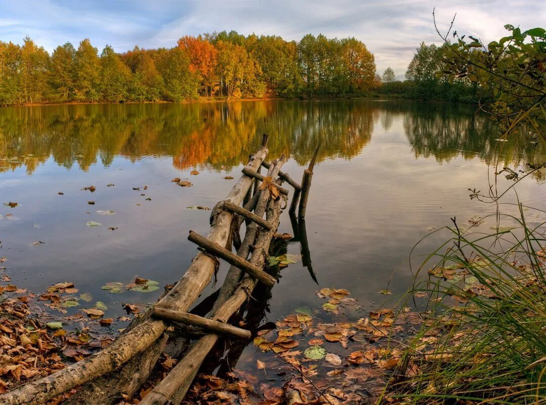 Родной край нижегородской области. Природа Борского района Нижегородской области. Озеро чистое-Борское Нижегородской области. Природа Борский район осень. Осень озеро.