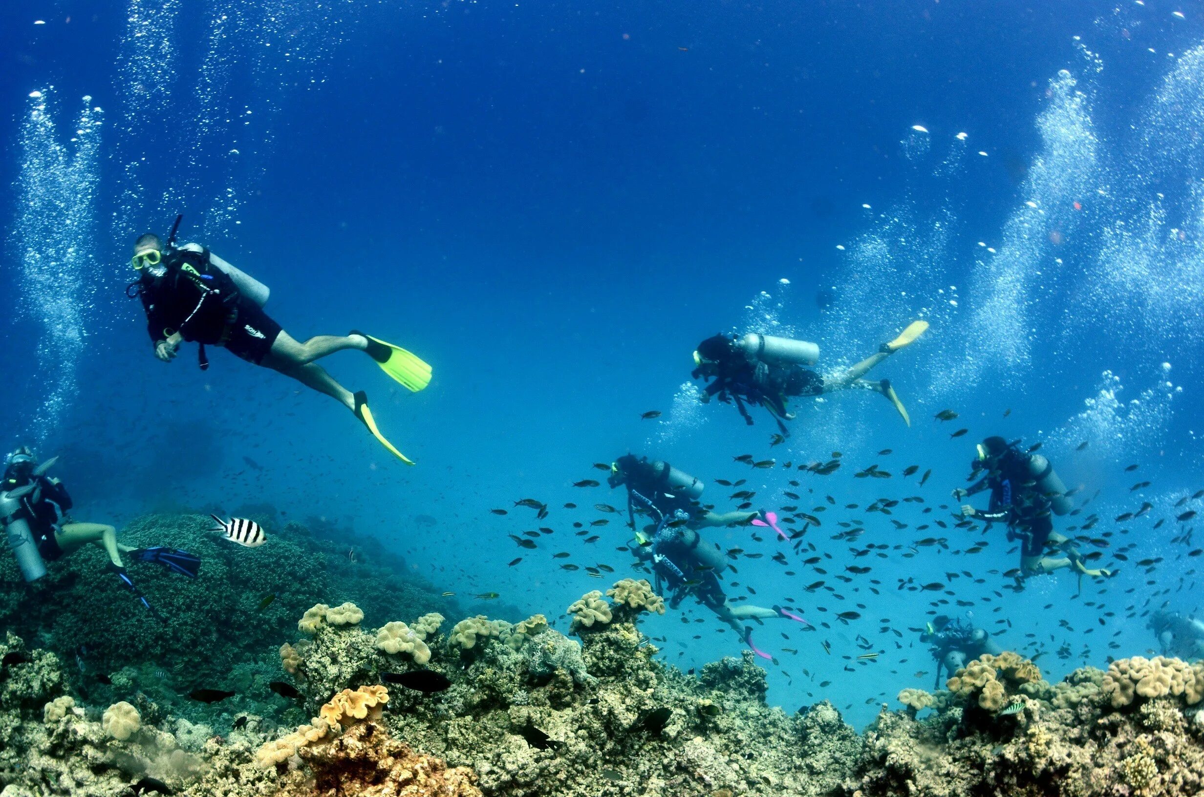 Reef tourism. Дайвинг Австралия Барьерный риф. Большой Барьерный риф с аквалангистом. Большой Барьерный риф Австралия туризм. Австралия дайвинг большой риф.