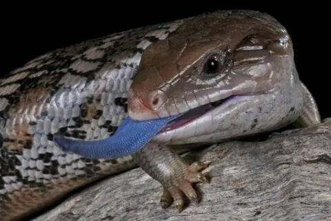 Ящерицы больше змей