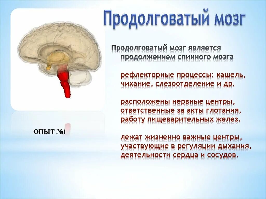 Кашлевой рефлекс какой отдел мозга. Что находится в продолговатом мозге. Центры продолговатого мозга. В продолговатом мозге расположены центры. Продолговатый мозг центры регуляции.