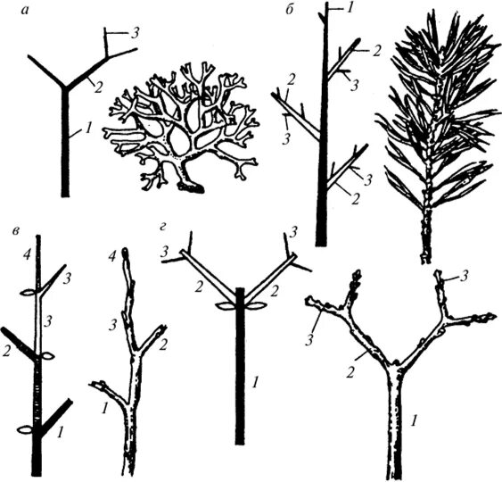 Симподиальное ветвление побега. Типы ветвления побегов. Ложнодихотомическое ветвление побегов. Дихотомическое ветвление побега.
