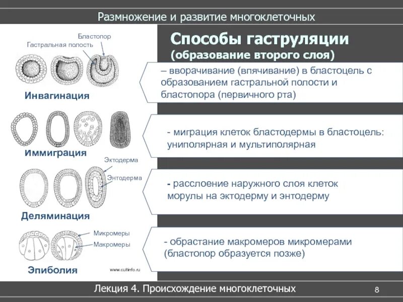 Образование мезодермы формирование гастральной полости. Формирование первичного рта бластопора происходит. размножение многоклеточных. формирование бластопора. основные типы гаструляции.