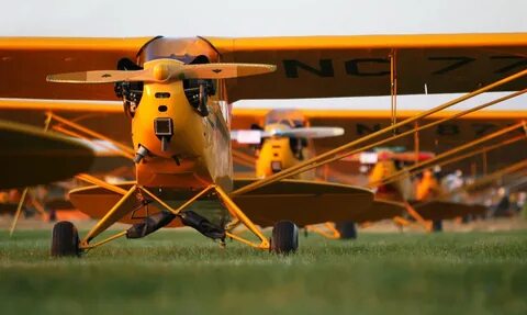 The cub