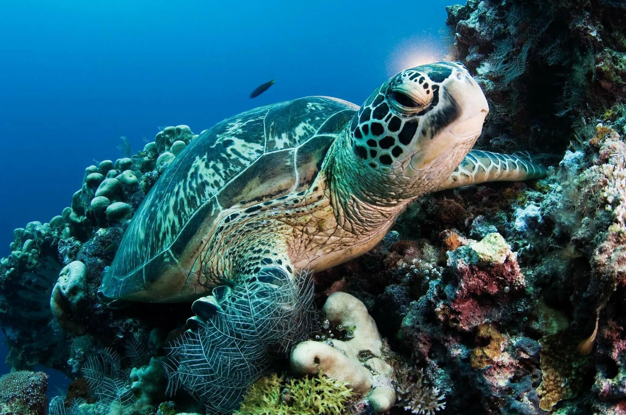 Какой группе морских обитателей относится морская черепаха. Черепаха бисса (Каретта). Черепаха Каретта (логгерхед). Морская черепаха. Атлантическая зеленая черепаха в Атлантическом океане.
