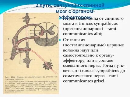От спинного мозга отходят пар спинномозговых нервов
