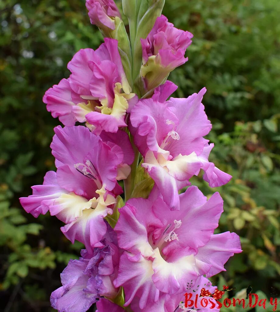 гладиолус ферст блад. сирень гладиолус. гладиолус сирень мари. гладиолусы кузнецова. гладиолус сиреневый айсберг.