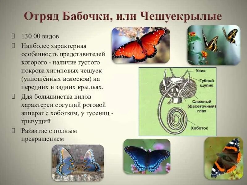 Отряд чешуекрылые или бабочки представители. Тип развития отряда бабочки или чешуекрылые. Отряд бабочки общая характеристика. Чешуекрылые отряд насекомые общая характеристика.