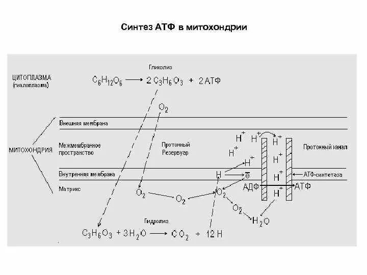 Необходима для синтеза атф. Синтез АТФ В митохондриях схема. Синтез АТФ В митохондрии клетки схема. Образование АТФ В митохондриях схема.