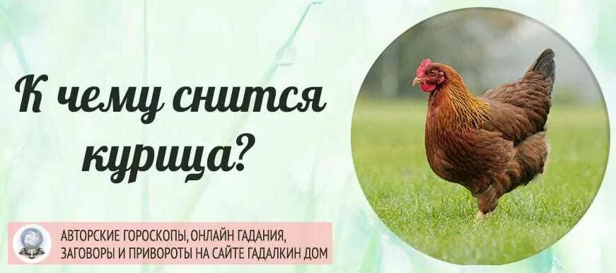 Сонник толкование к чему снятся куры