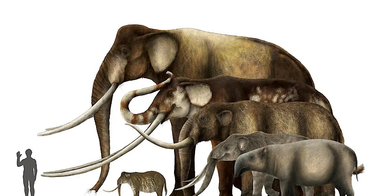 Вымерший гигант 9 букв сканворд. Шерстистый мамонт и человек и слон. Мамонт мастодонт и слон. Кювьерониус вымершие хоботные. Мамонт Сунгари.
