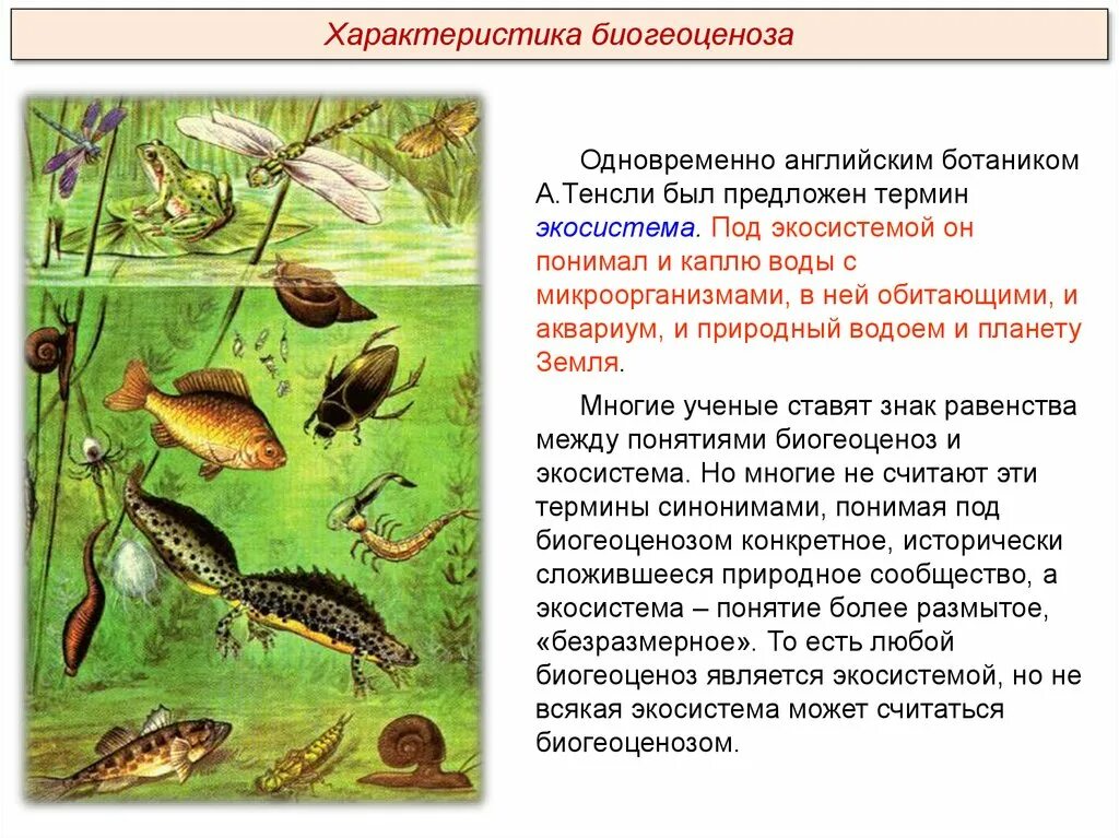 Биогеоценоз аквариума. Экосистема. Экосистема водоема схема. Экосистема аквариума. Цепь питания с бактериями