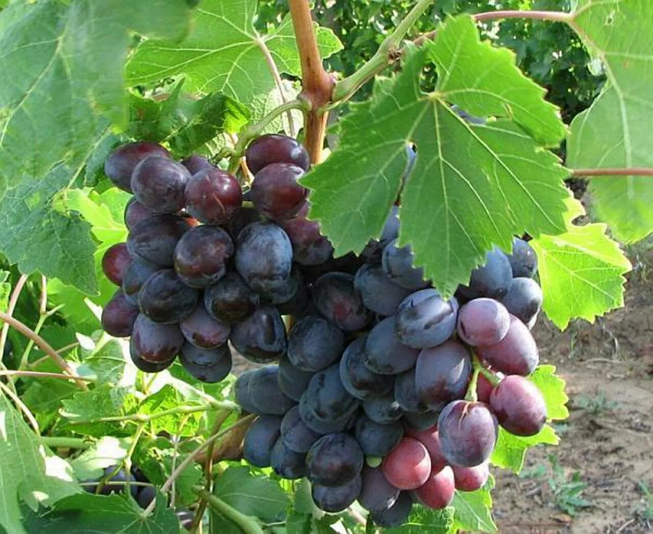 10 килограмм винограда. Килограмм винограда. Виноград что из него делают. Vita de vie Moldova. Ripe grapes Table.