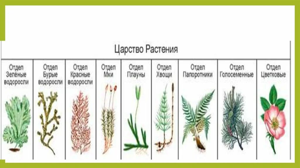 Однодольные листостебельные мхи папоротниковые бурые водоросли. Отделы растений. Отделы растений в биологии. Представители отделов царства растений. Отделы растений таблица.