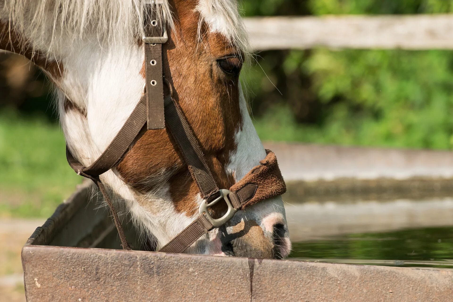 Horse drink. Конь пьет воду. Лошадь пьет воду. Лошадь пьет. Лошади в воде.