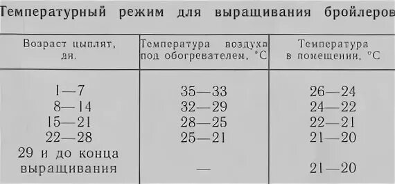 Температура для бройлеров в домашних условиях