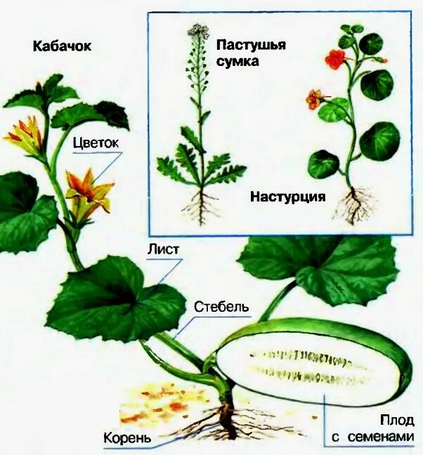 Схема растения для детей. Кабачок части растения. Кабачок строение растения. Части растения 1 класс схема. Какие части ты видишь у растения