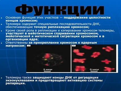 Конец хромосомы