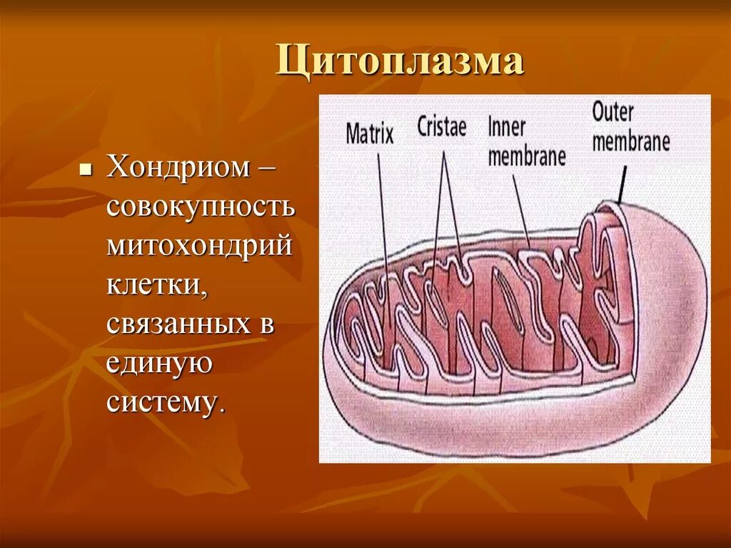 Клетка это элементарная единица. Клеток связанных внутри. Оксидативный стресс. Клетки связаны. В систему клеток связанных.