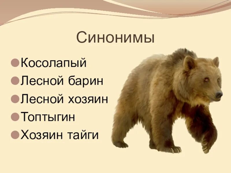 Значение слова медведь. Медведь этимология. Этимология слова медведь. Этимология слова медведь доклад. Косолапый синоним.