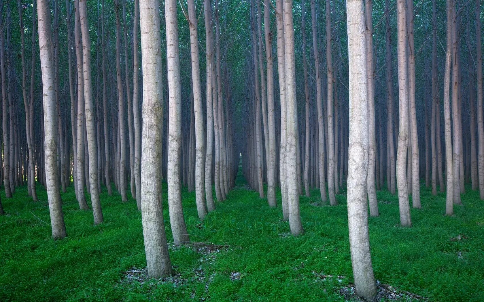 В отдельных местах леса где. Берёзовая роща Сосновый Бор. Ствол дерева. Лес стволы деревьев. Много деревьев.