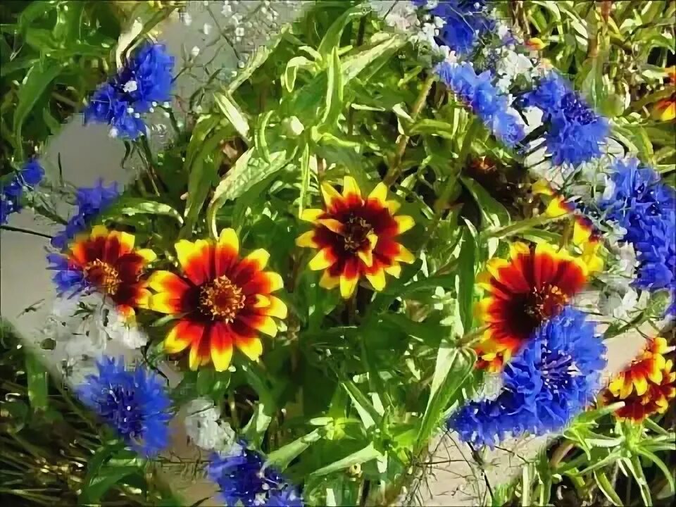 Полевые цветы песня слова. Ромашка цветок полевой песня. Васильки цветы фото. Полевые цветы песня видео. Полевые цветы песня видео.