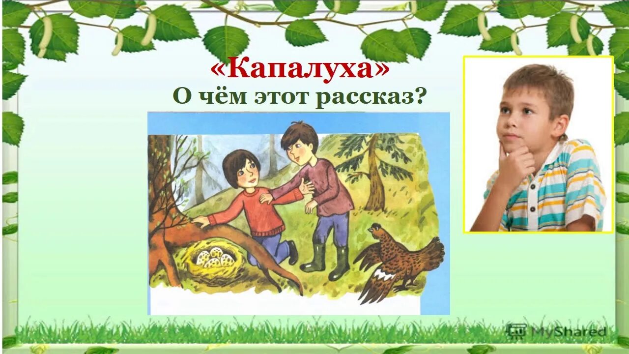 Астафьев капалуха текст полностью. Капалуха Астафьев иллюстрации. Астафьев 3 класс.