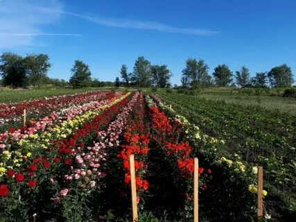 Краснодарские саженцы роз