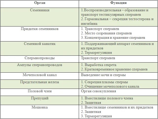 Уроки половой орган. Наружные половые органы таблица. Мужская половая система функции таблица. Таблица половая система мужских органов. Внутренние мужские половые органы функции таблица.