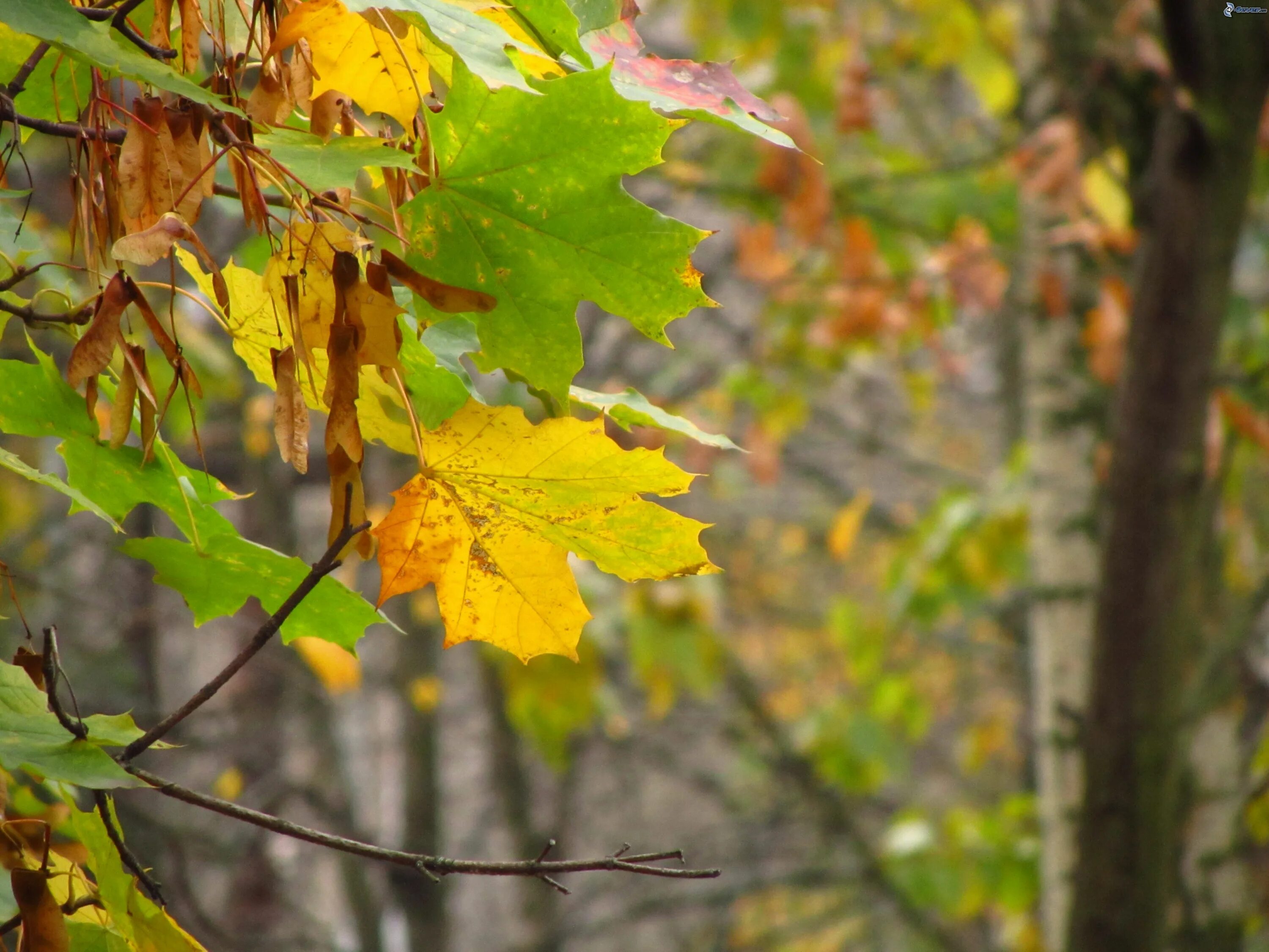 осень клен. березка клен осенью. осина дерево  клен дерево. клен и береза. березка клен.