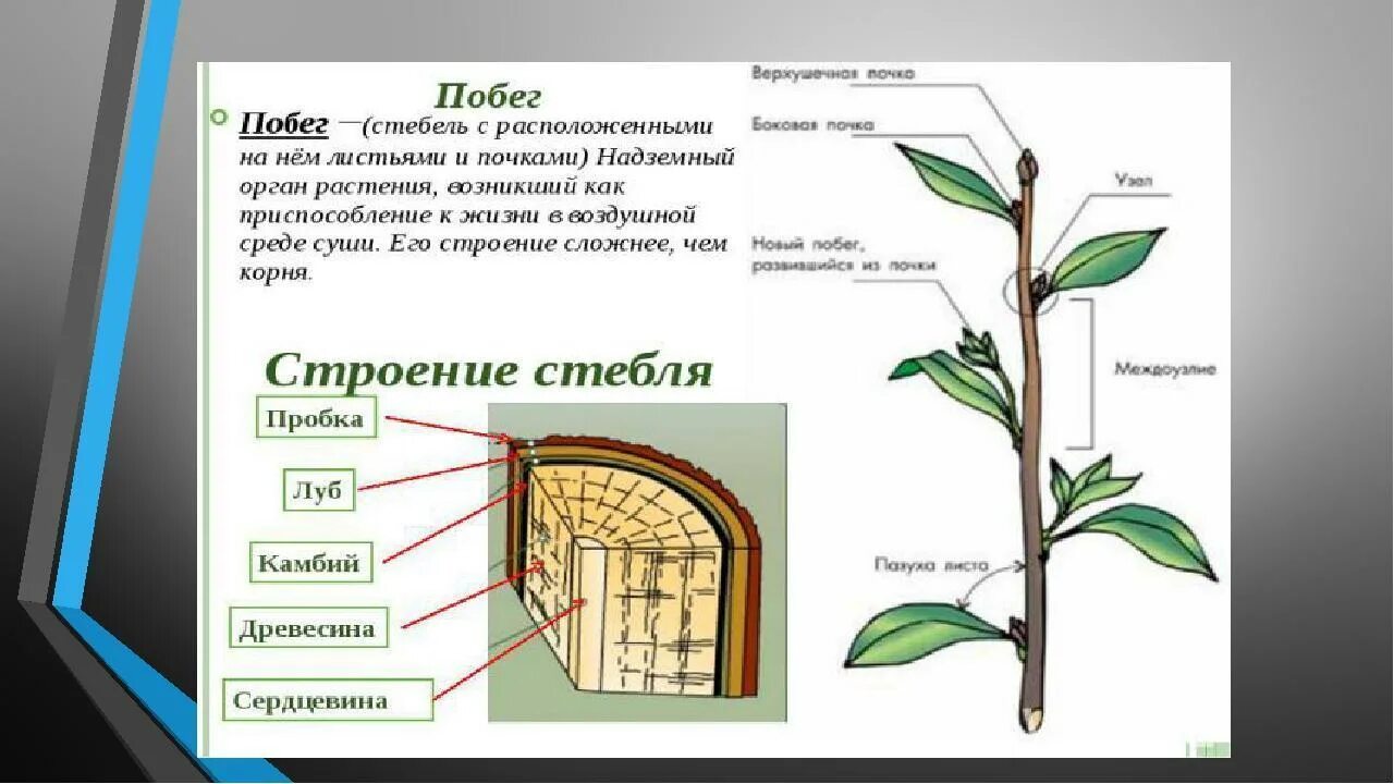 Рассматривание ветки дерева лабораторная работа