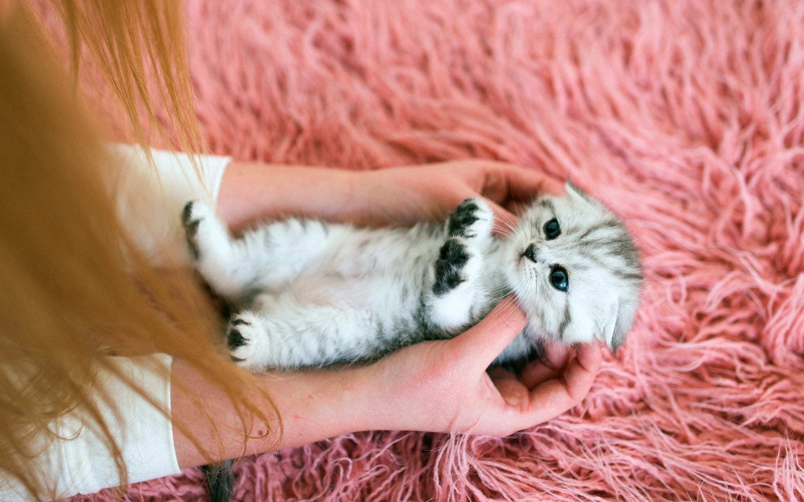 Ладошки нежные кошки