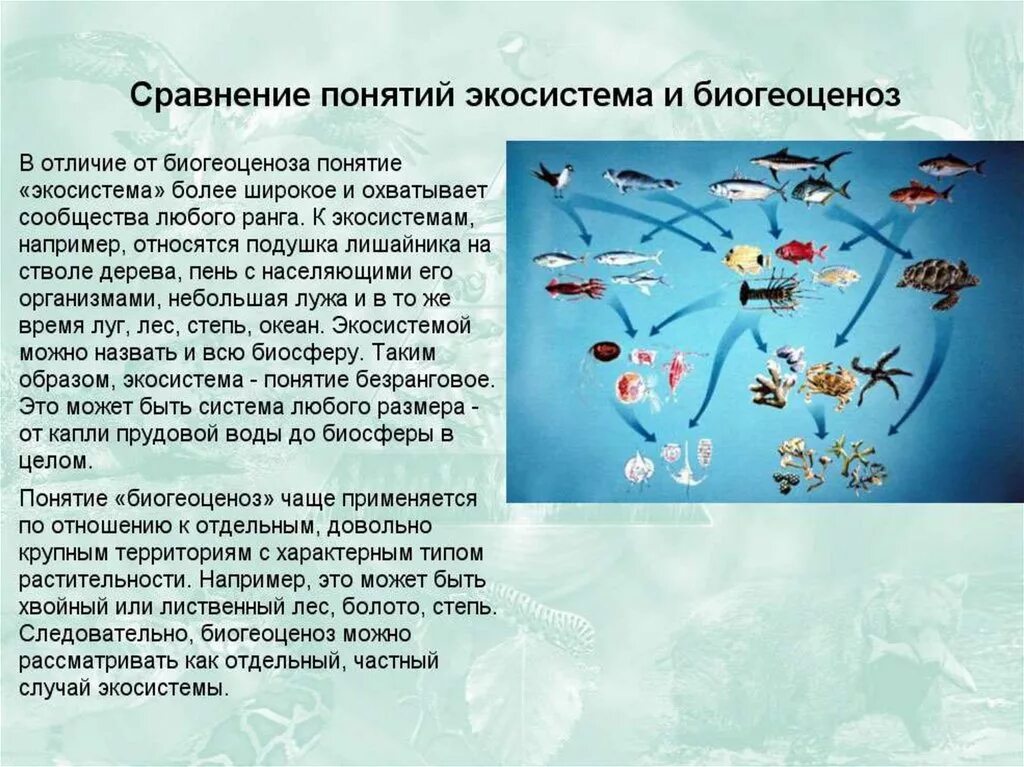 Роль биогеоценоза атмосферы