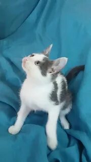 Котенок зеленоград
