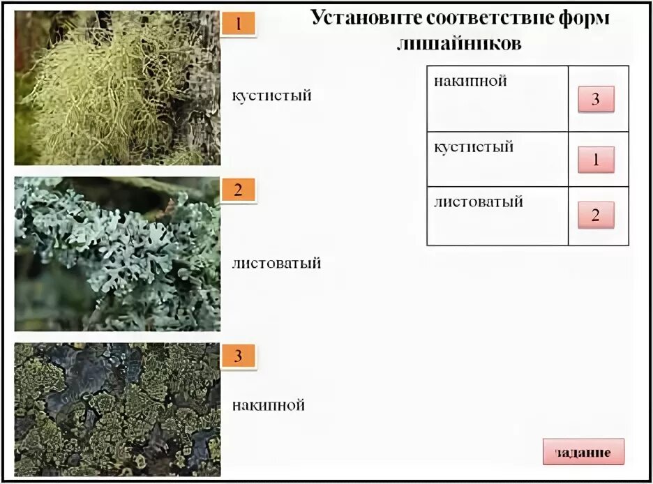 Кроссворд лишайники. Жизненные формы лишайников. Лишайники 5 класс. Формы лишайников 5 класс. Жизненные формы лишайников 5 класс.