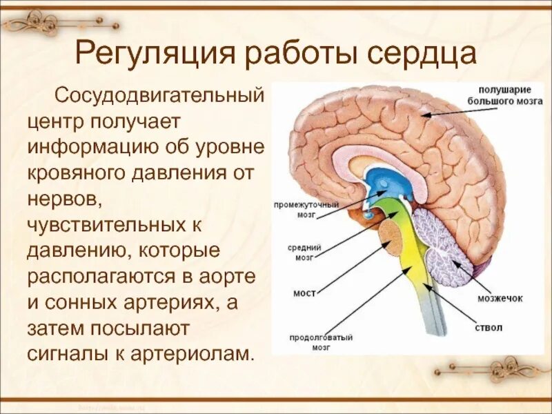 Где расположены центры регуляции. Центры регуляции работы сердца. центр сердечно сосудистой системы в мозге. сосудистый центр в головном мозге. где находится центр регуляции сердечной деятельности.