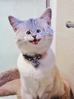 Swk hi cat