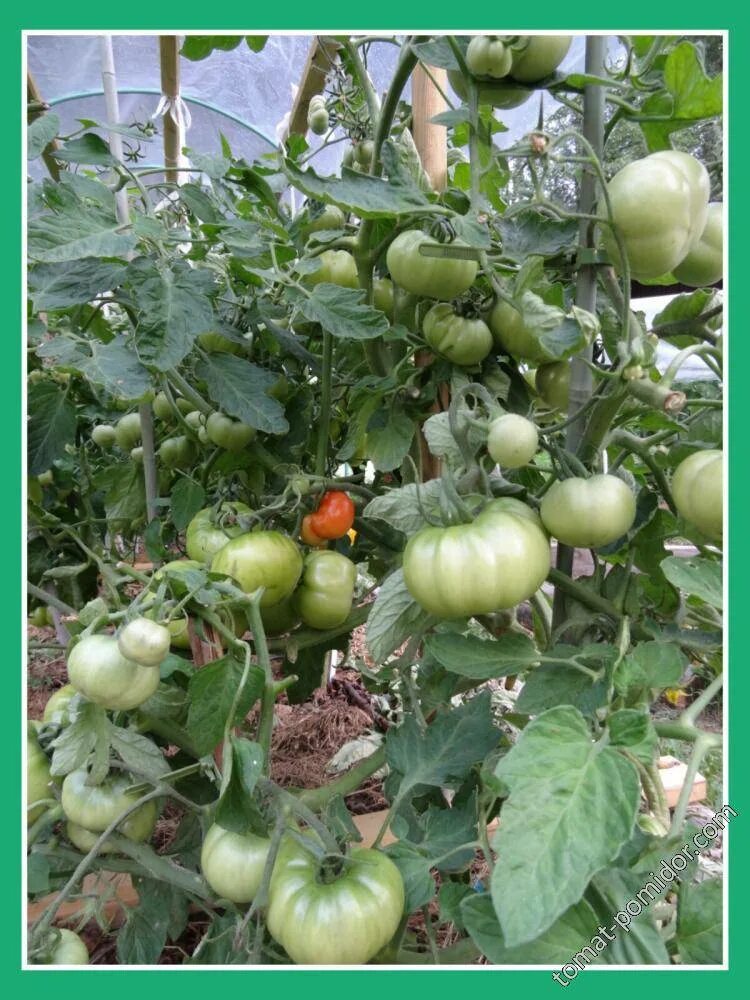 Томат лабрадор наш сад. Сорт помидор лабрадор. Сорт томата лабрадор.