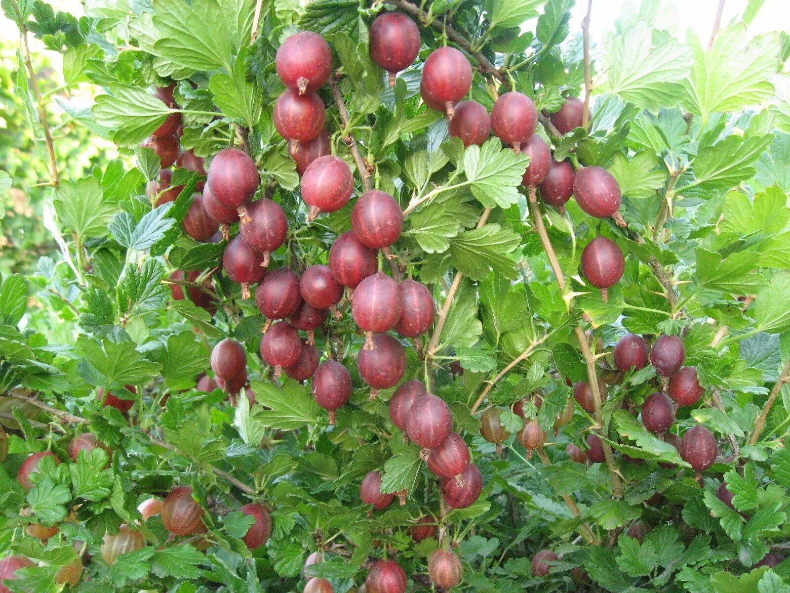 Крыжовник кустарник. Крыжовник сорт грушенька. крыжовник олави. крыжовник обыкновенный грушенька. орленок (бесшипный) крыжовник.